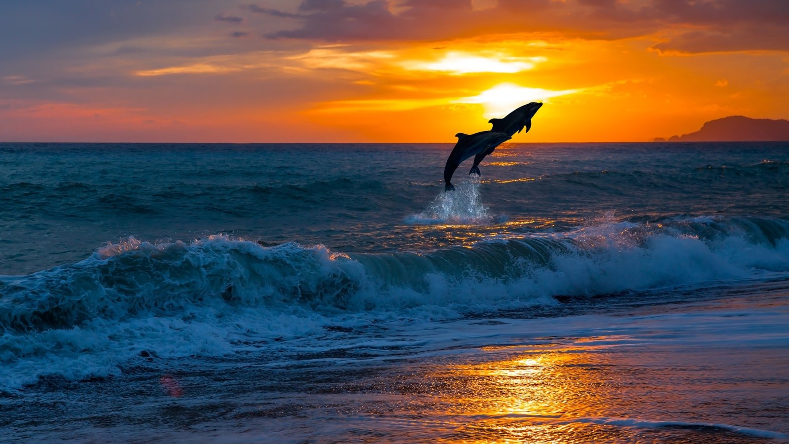 Dolphin Watching