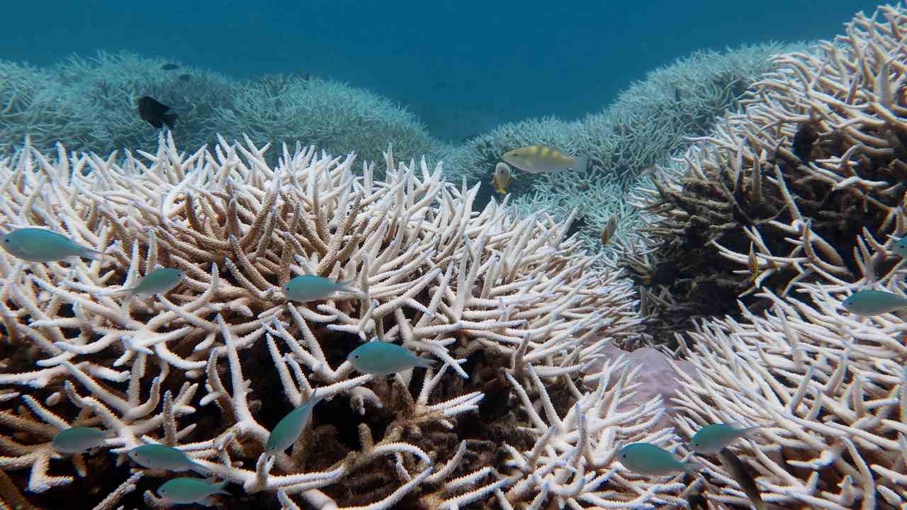 Exploring the Coral Reefs